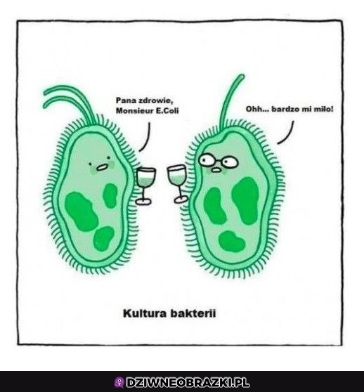 Kulturka