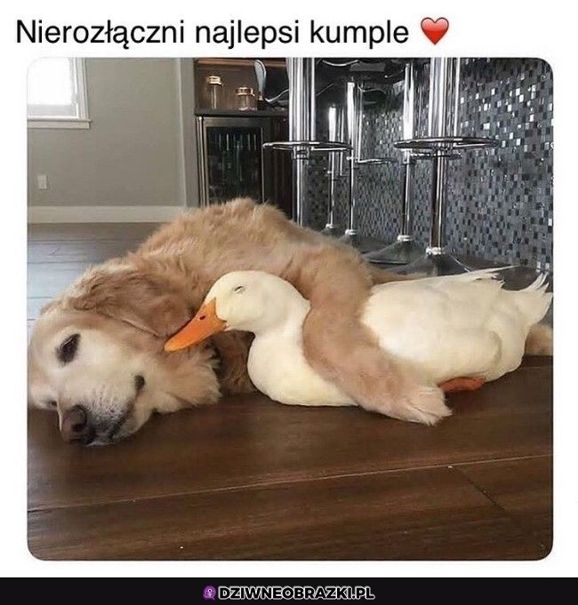 Urocze ziomeczki
