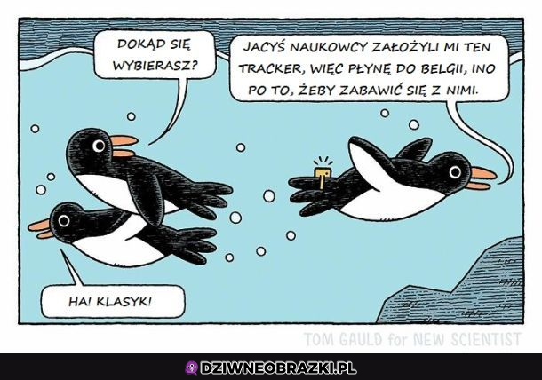 Z życia pingwina