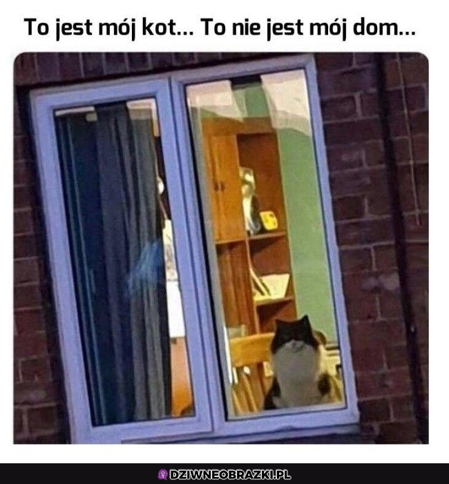 Prawie trafił do domu