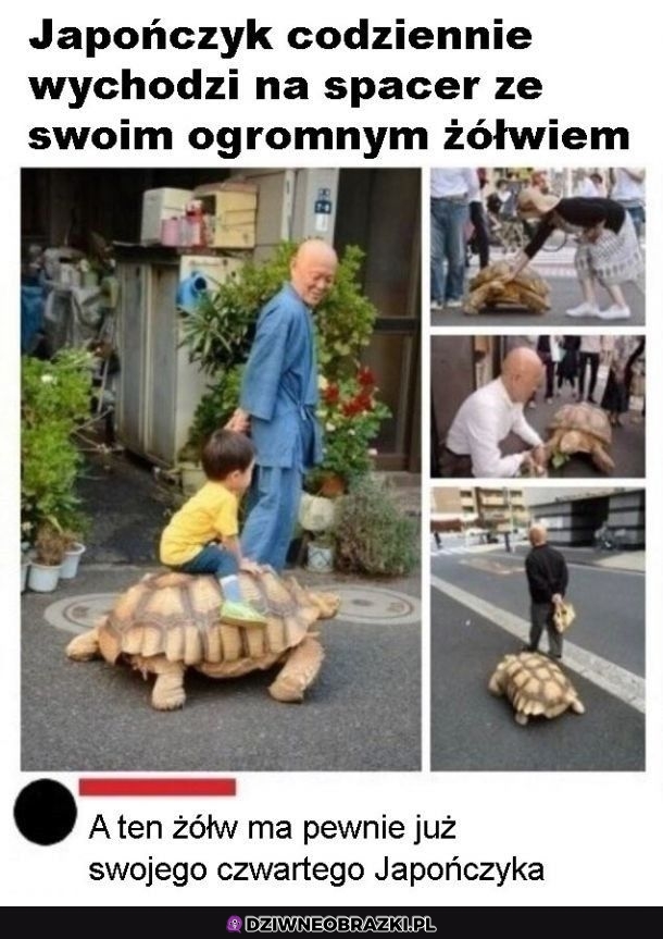 Spoko żółwik