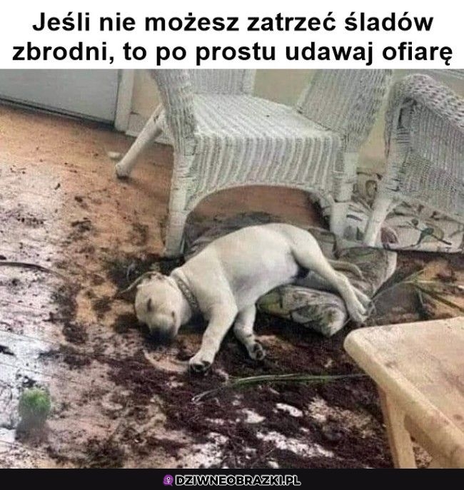 Ostatnia nadzieja