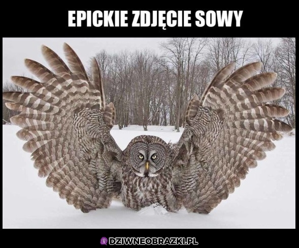 Sowa