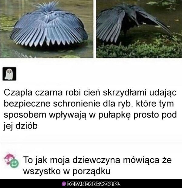 Taka sama pułapka