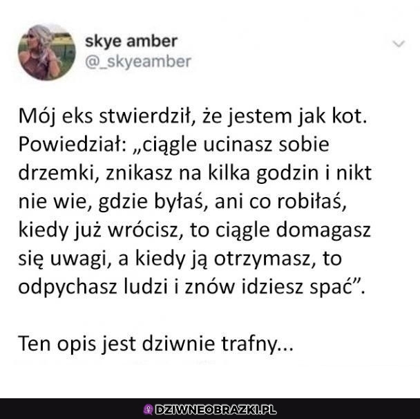 Kiedy jesteś kobietą - kotem