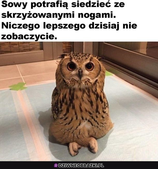 Sówka