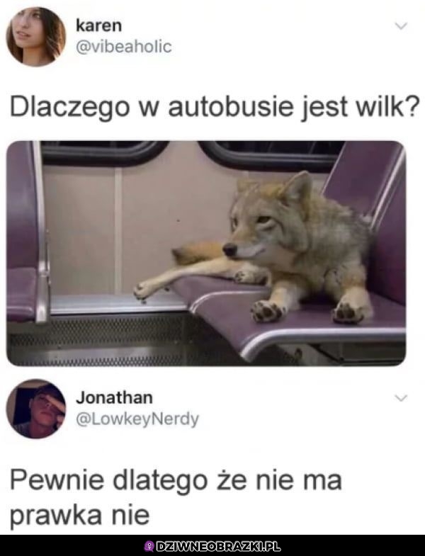Wilk w autobusie