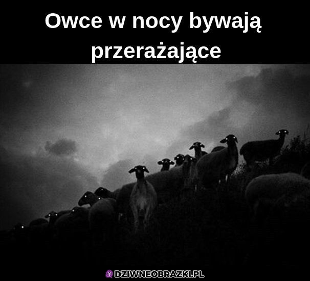 Cudowne owieczki