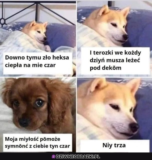 Ni ma takiej potrzeby