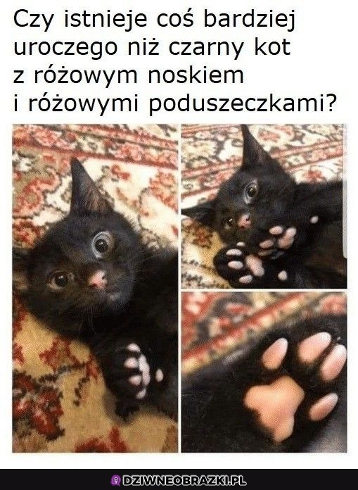 Urocze kitku