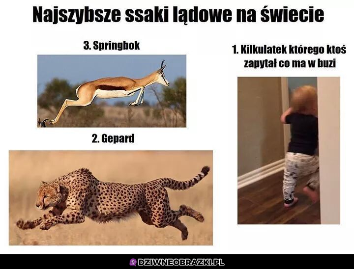 Najszybsze ssaki świata