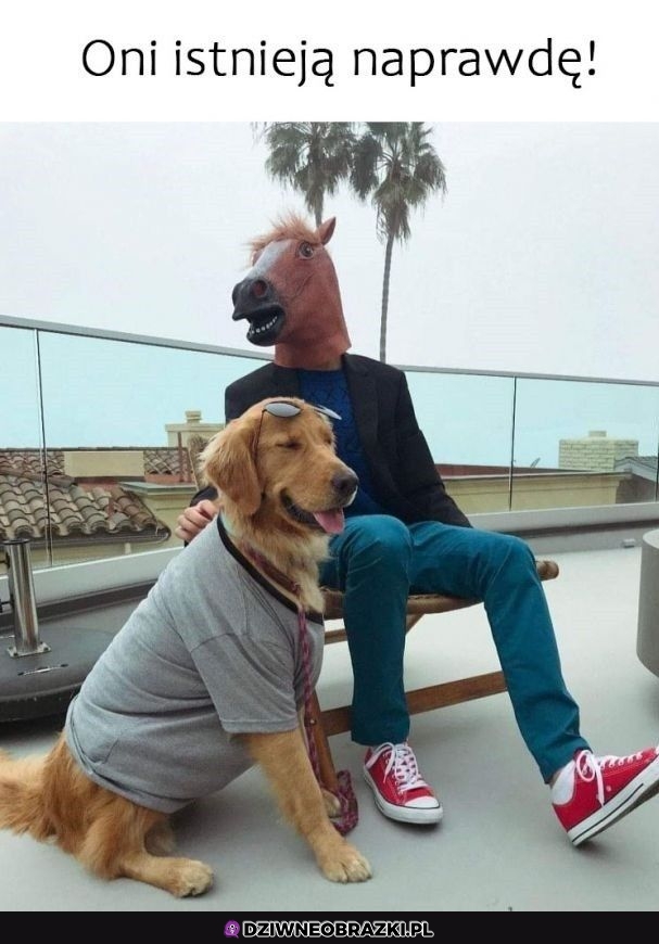 O, Bojack!