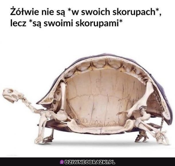 Zółwie