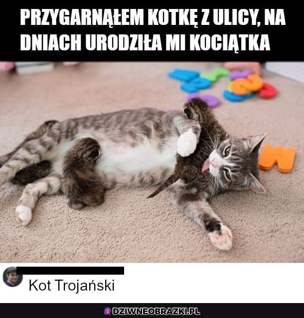 Przybłęda