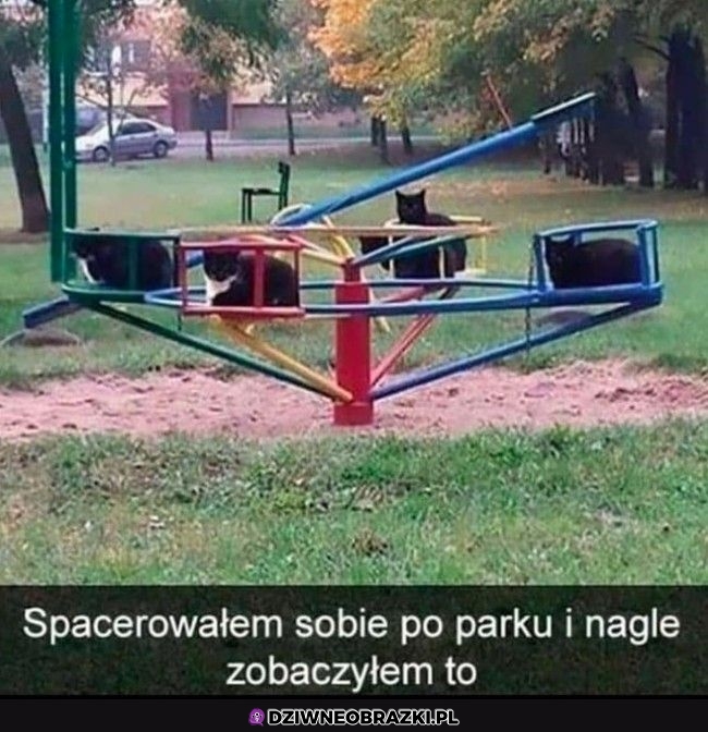 Zajęte