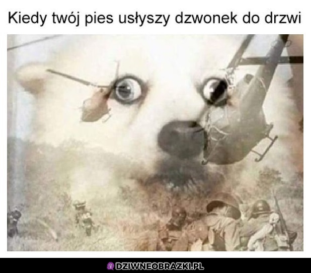Dryń