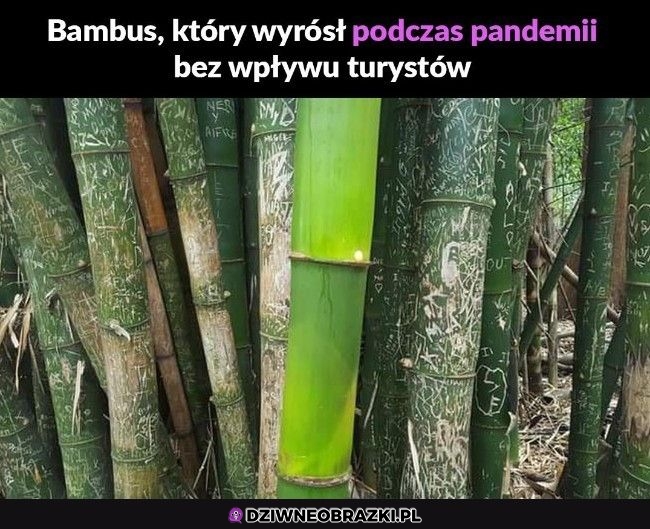 I tak będzie jak ludzkość wyginie