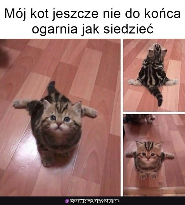 Nie ogarnia