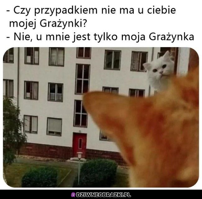 Jest Grażynka?