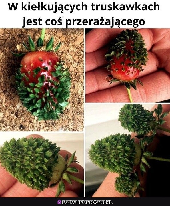 Truskaweczki