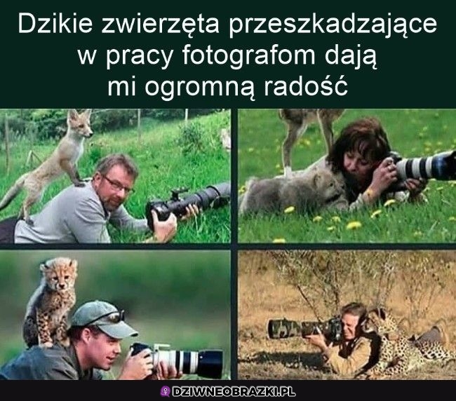 Przeszkadzacze w pracy