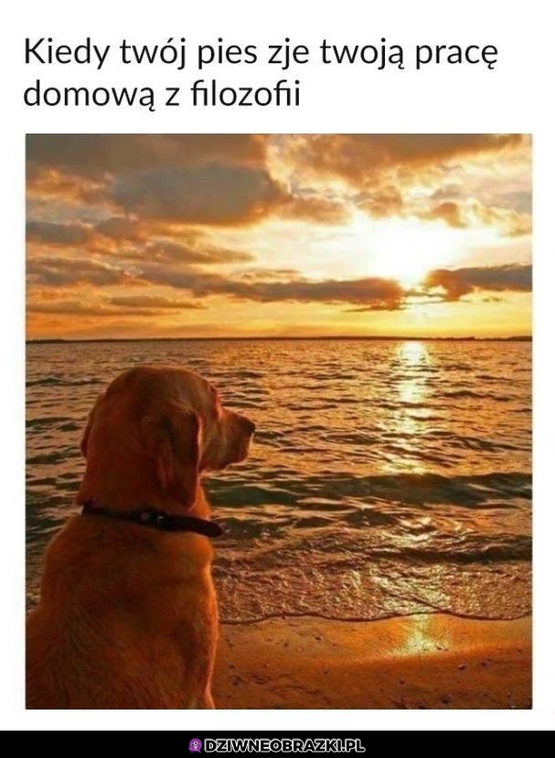 Psi filozof