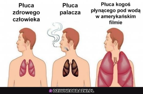 Płuca