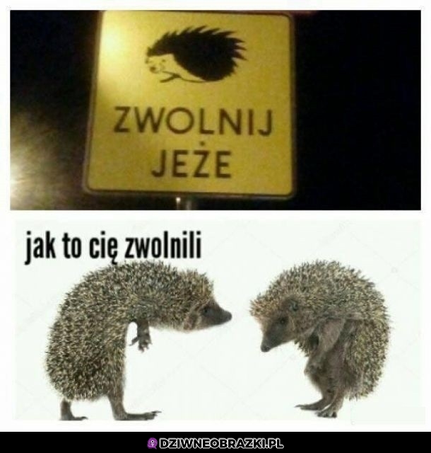 jeże