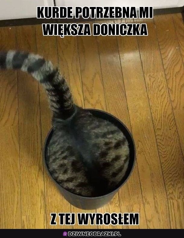 Ech potrzebna większa