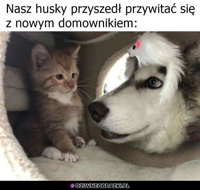 Dzień dobry