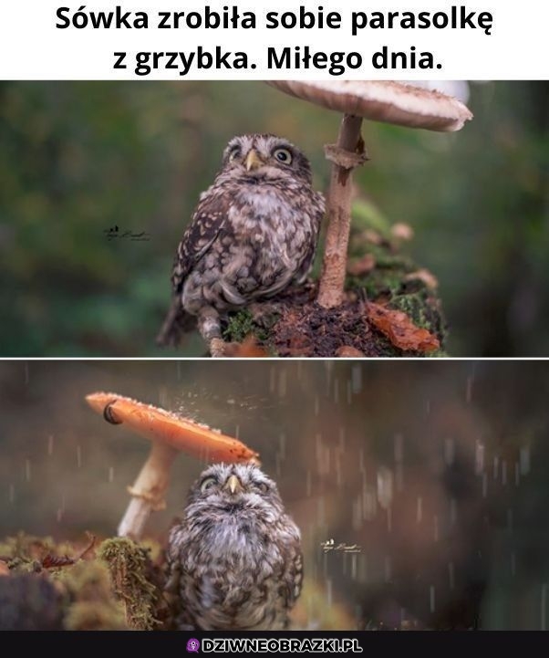Ogarnęła