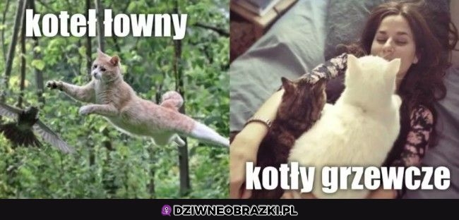 Koteły