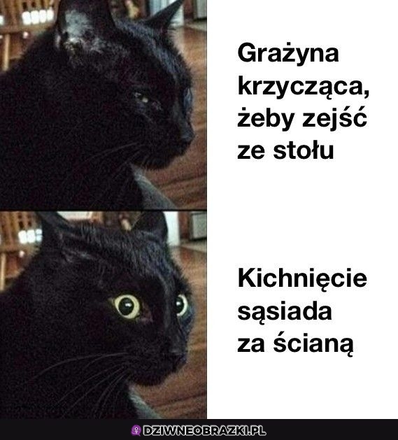 Słuch kitku