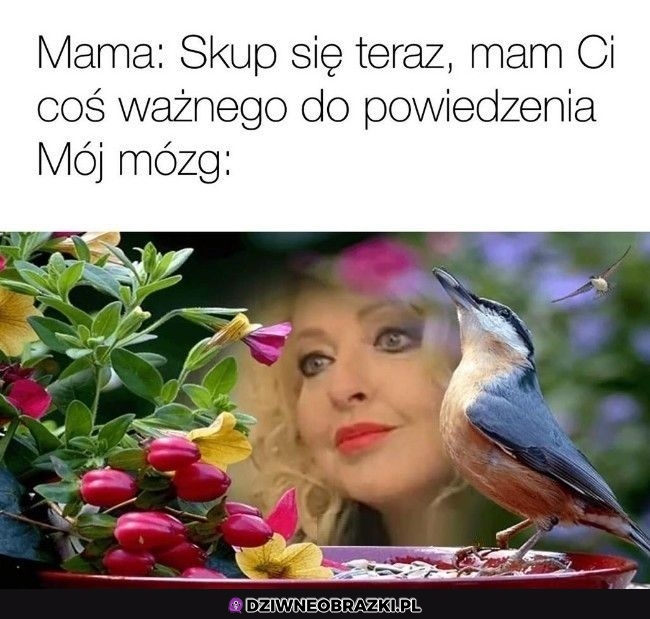 Skupienie