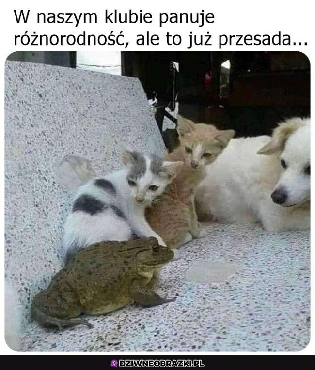 Różnorodność w klubie