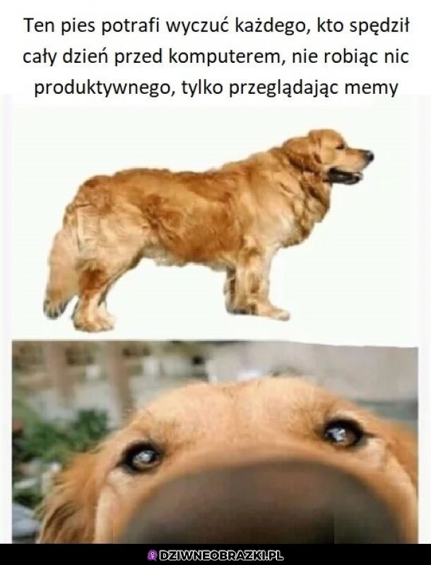 Witaj