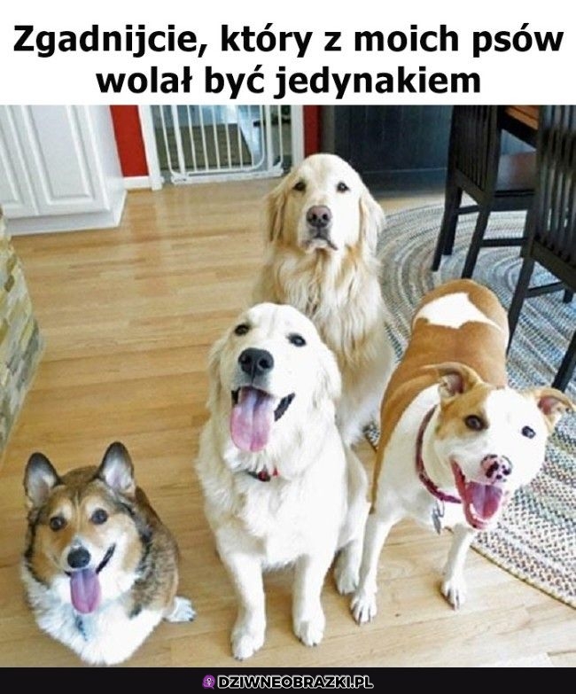 Ciężki wybór