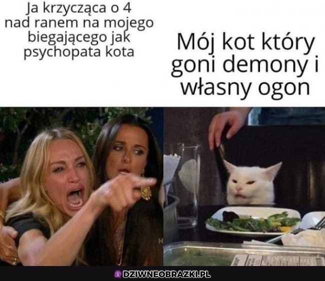 Kiedy kot biega o 4tej rano