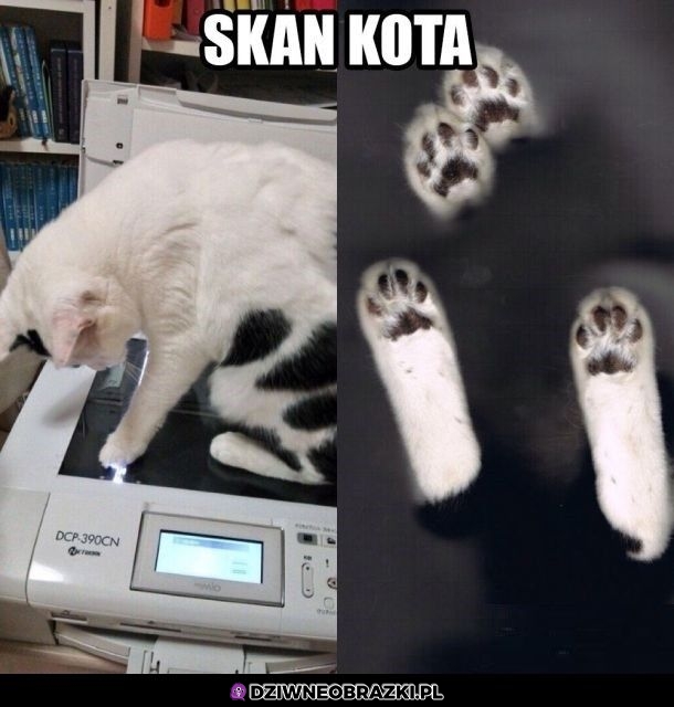 Skan kota