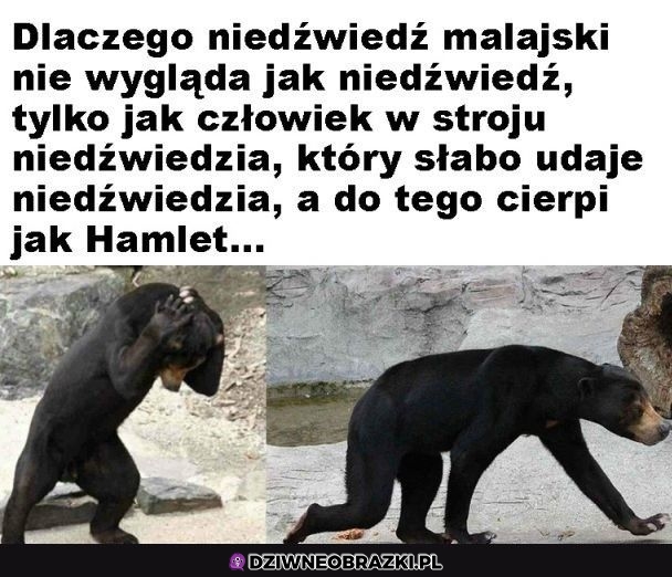 To moje wewnętrzne zwierzę