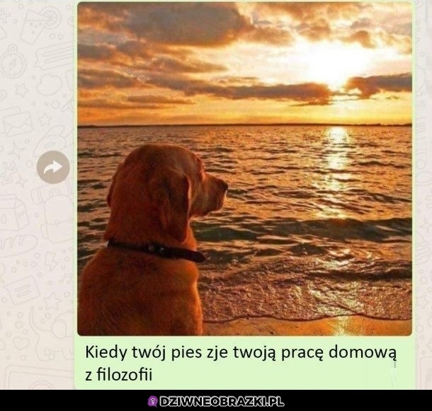 Filozof