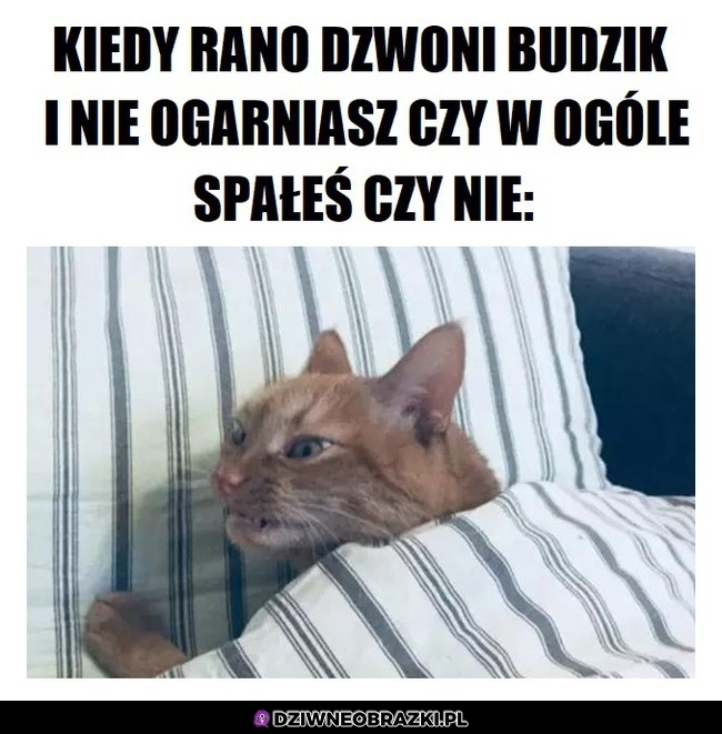 Nosz kurde znowu
