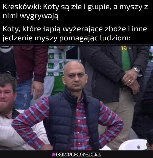 Koty są spoko