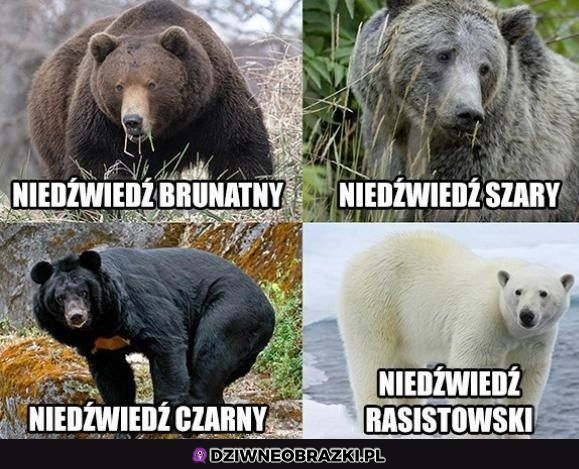 Niedźwiedzie