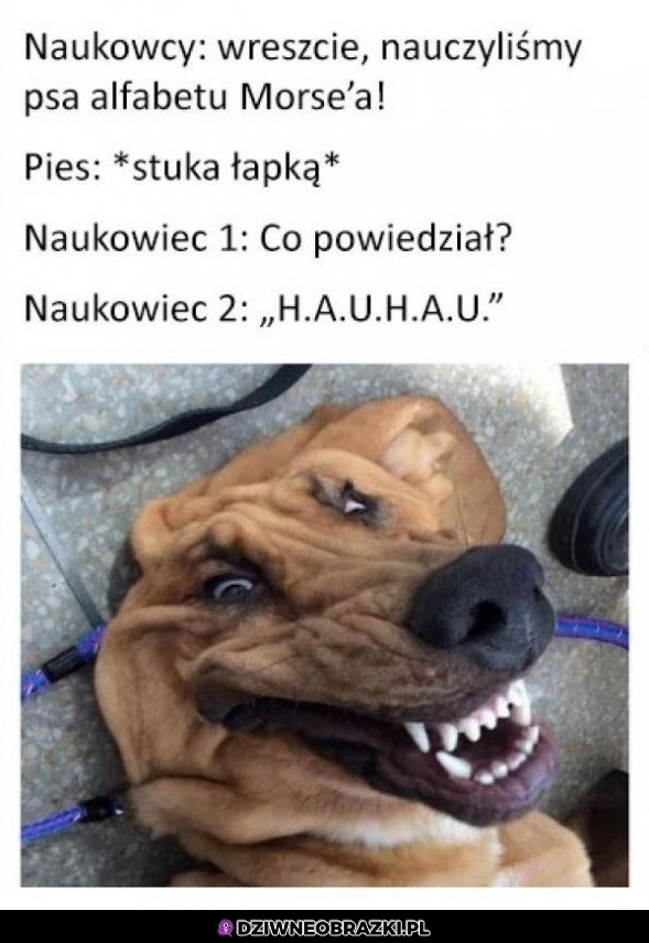 Pieseł
