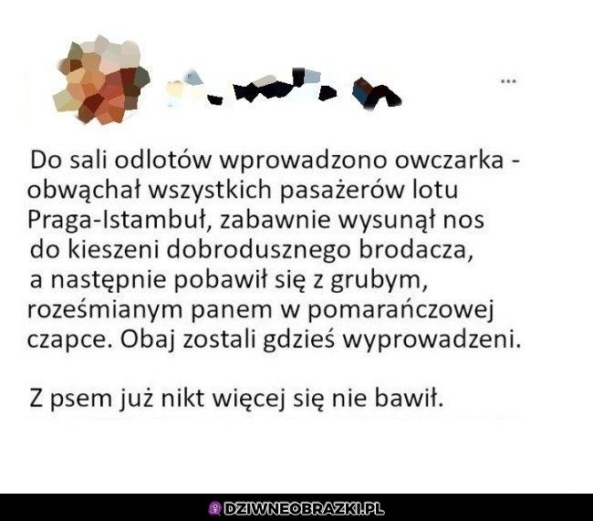 Sympatyczny piesek