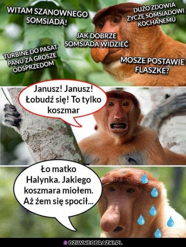 Koszmar Janusza