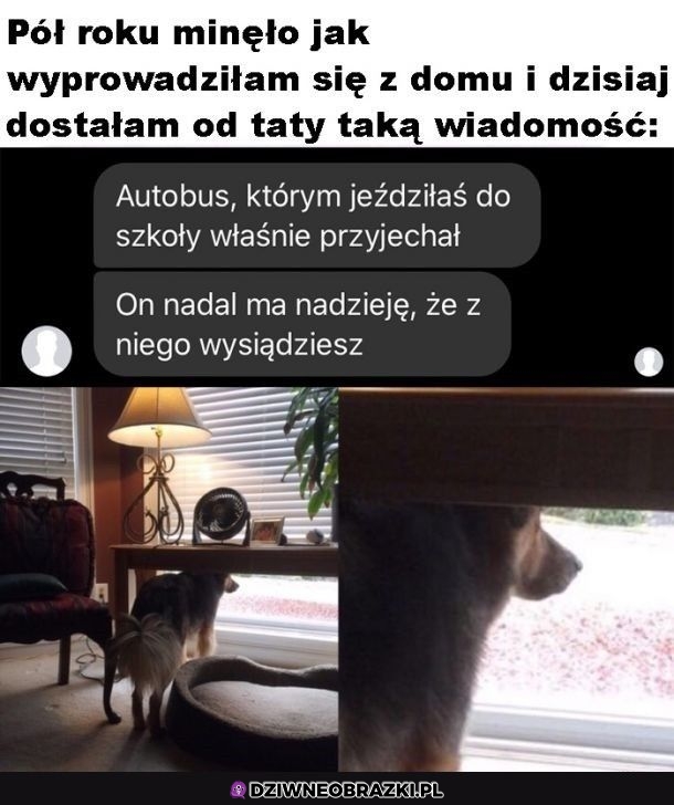 Nie zasługujemy na psy