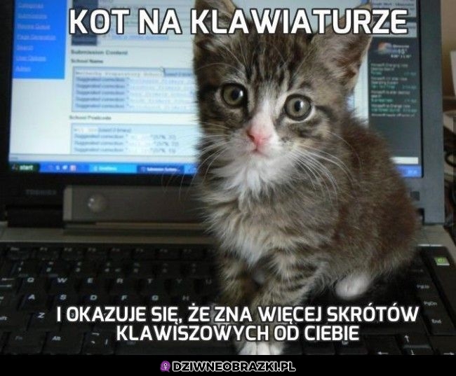 Informatyk jeden