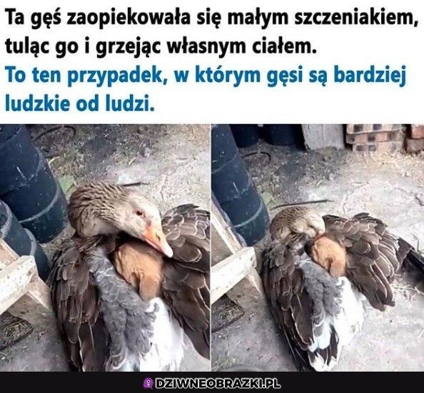 Dobra gąska